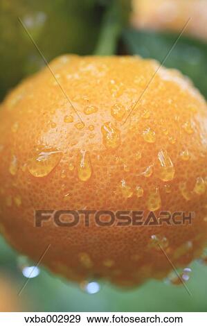 Tangerines View Large Photo Image Stock Photo - Tangerines. Fotosearch
