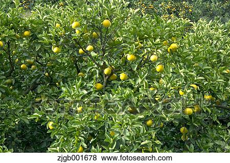Stock Photo - Tangerines. Fotosearch
