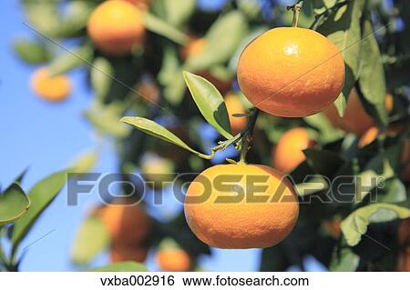 Stock Photograph - Tangerines. Fotosearch