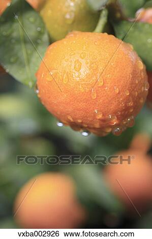 Tangerines View Large Photo Image Stock Photograph - Tangerines. Fotosearch
