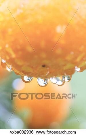 Tangerines View Large Photo Image Stock Photograph - Tangerines. Fotosearch