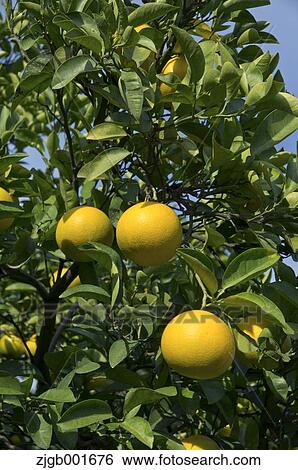 Stock Photograph - Tangerines. Fotosearch