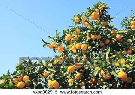Tangerines View Large Photo Image Stock Photography - Tangerines. Fotosearch