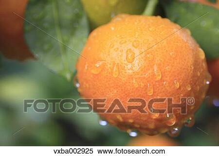 Tangerines View Large Photo Image Stock Photography - Tangerines. Fotosearch