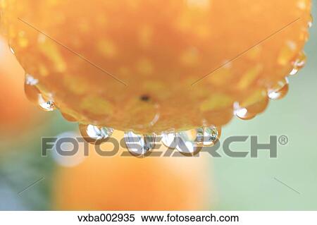 Tangerines View Large Photo Image Stock Photography - Tangerines. Fotosearch