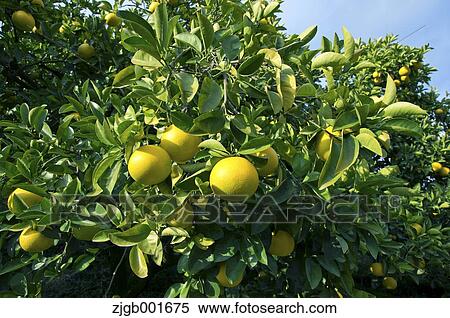 Stock Photography - Tangerines. Fotosearch