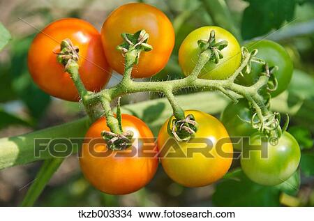Tomatoes View Large Photo Image Picture - Tomatoes. Fotosearch