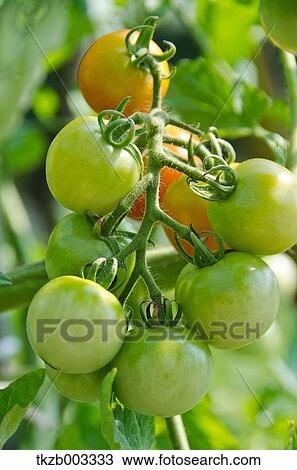 Tomatoes View Large Photo Image Stock Image - Tomatoes. Fotosearch
