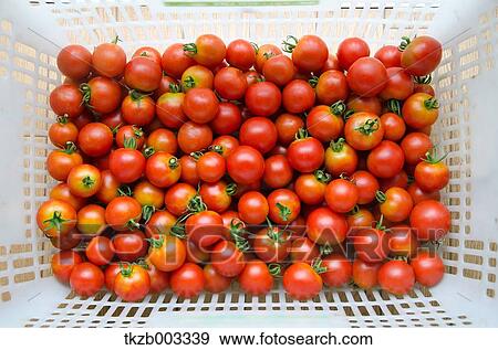 Stock Photo - Tomatoes. Fotosearch