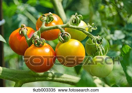 Stock Photography - Tomatoes. Fotosearch