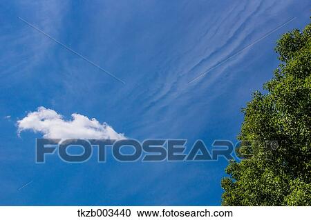 Stock Image - Tree and sky. Fotosearch