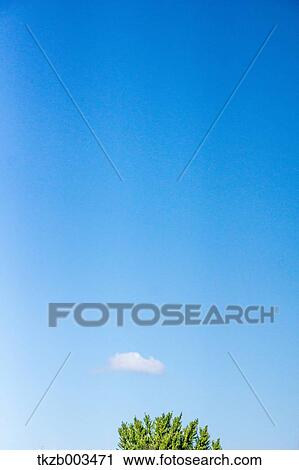 Stock Image - Tree and sky. Fotosearch