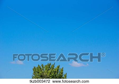 Tree and sky View Large Photo Image Stock Image - Tree and sky. Fotosearch