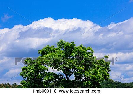 Tree and sky View Large Photo Image Stock Photo - Tree and sky. Fotosearch