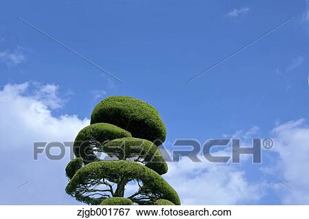 Stock Photo - Tree and sky. Fotosearch