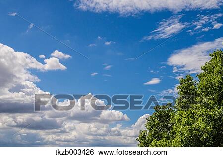 Stock Photograph - Tree and sky. Fotosearch