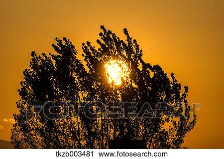 Stock Image - Tree at sunset. Fotosearch