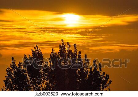 Tree at sunset View Large Photo Image Stock Image - Tree at sunset. Fotosearch