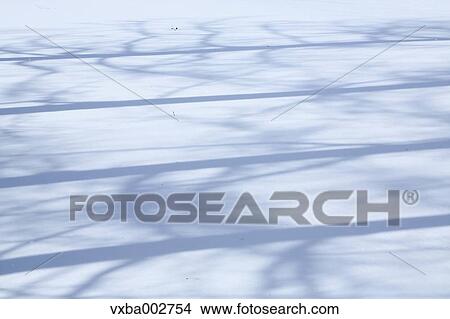 Picture - Tree shadows on snow. Fotosearch