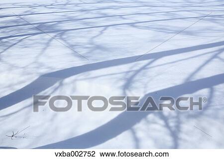 Tree shadows on snow View Large Photo Image Stock Image - Tree shadows on snow. Fotosearch