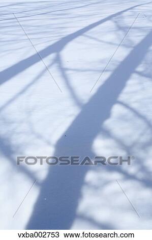 Tree shadows on snow View Large Photo Image Stock Image - Tree shadows on snow. Fotosearch