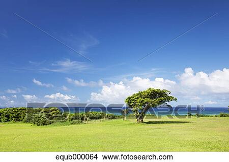 Picture - Trees and sky. Fotosearch