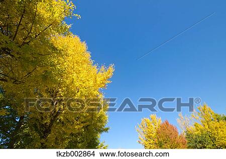 Picture - Trees and sky. Fotosearch