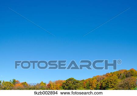 Trees and sky View Large Photo Image Picture - Trees and sky. Fotosearch