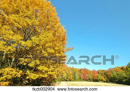 Picture - Trees and sky. Fotosearch