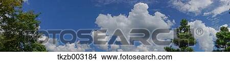 Picture - Trees and sky. Fotosearch