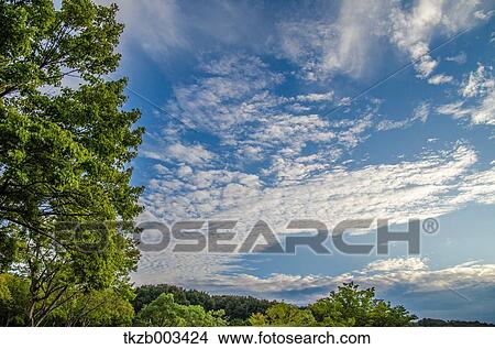 Picture - Trees and sky. Fotosearch