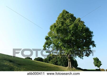 Stock Image - Trees and sky. Fotosearch