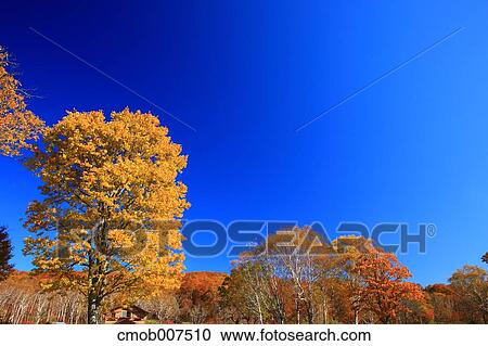 Trees and sky View Large Photo Image Stock Image - Trees and sky. Fotosearch