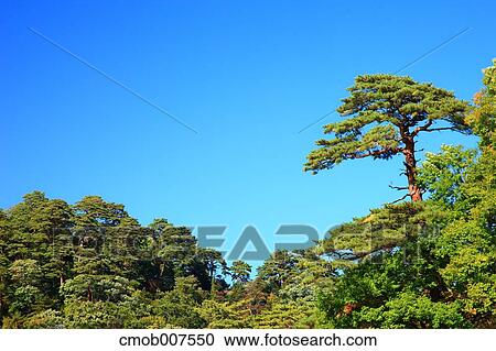 Trees and sky View Large Photo Image Stock Image - Trees and sky. Fotosearch