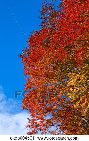 Trees and sky View Large Photo Image Stock Image - Trees and sky. Fotosearch