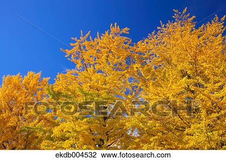 Trees and sky View Large Photo Image Stock Image - Trees and sky. Fotosearch