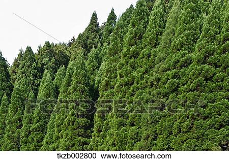 Trees and sky View Large Photo Image Stock Image - Trees and sky. Fotosearch