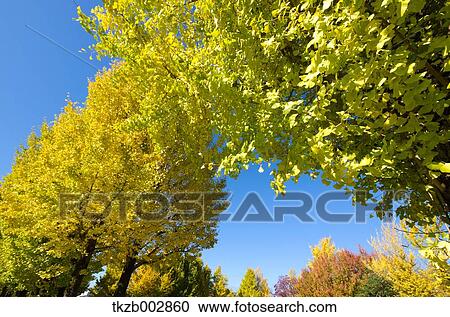 Trees and sky View Large Photo Image Stock Image - Trees and sky. Fotosearch