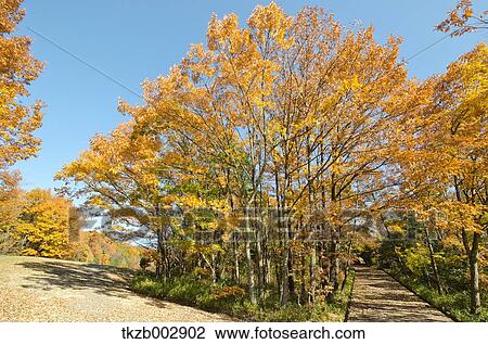 Trees and sky View Large Photo Image Stock Image - Trees and sky. Fotosearch