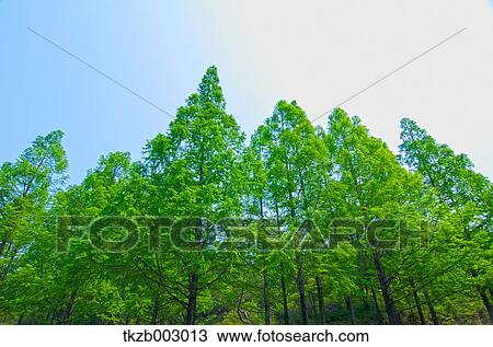 Stock Image - Trees and sky. Fotosearch