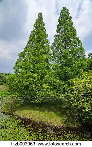 Trees and sky View Large Photo Image Stock Image - Trees and sky. Fotosearch