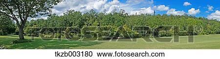 Stock Image - Trees and sky. Fotosearch