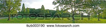 Trees and sky View Large Photo Image Stock Image - Trees and sky. Fotosearch
