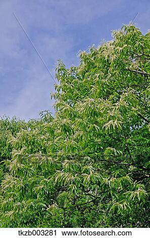 Stock Image - Trees and sky. Fotosearch