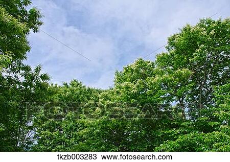 Stock Image - Trees and sky. Fotosearch