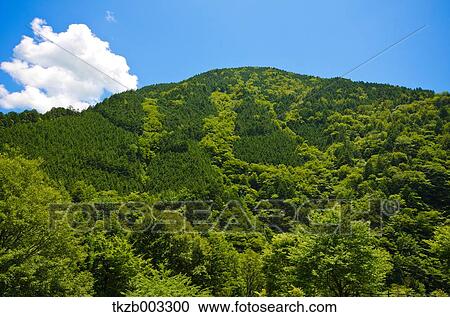 Trees and sky View Large Photo Image Stock Image - Trees and sky. Fotosearch