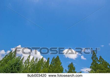 Trees and sky View Large Photo Image Stock Image - Trees and sky. Fotosearch