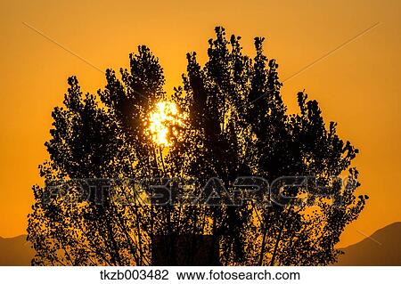 Trees and sky View Large Photo Image Stock Image - Trees and sky. Fotosearch