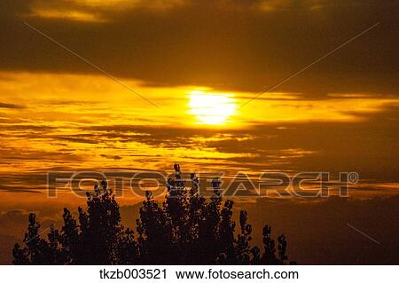 Trees and sky View Large Photo Image Stock Image - Trees and sky. Fotosearch