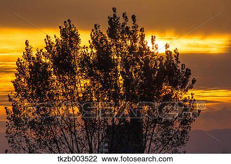 Stock Image - Trees and sky. Fotosearch